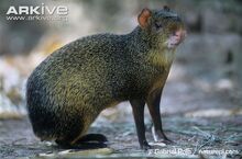 Azaras-agouti-side-view.jpg