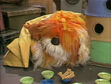 Barkley resting in Big Bird's nest to feel better in episode 1365