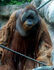 Bornean Orangutan as Muttaburrasaurus