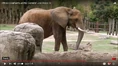 Cameron Park Zoo Elephant.png (1.26 MB)