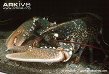 Common-lobster.jpg