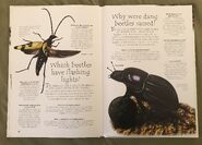 Creepy Crawlies (Over 100 Questions and Answers to Things You Want to Know) (11)