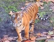 Maharajah Jungle Trek Bengal Tiger