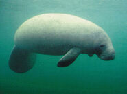 Florida Manatee