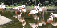 Memphis Zoo Flamingos