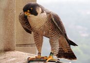 Peregrine Falcon