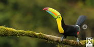 Rodger Williams Park Zoo Toucan
