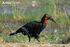 Southern Ground Hornbill as Avimimus