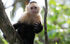White faced capuchin 2 wp