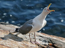 American Herring Gull (Larus smithsonianus) RWD2.jpg