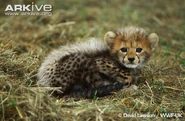 Tanzanian Cheetah as Tally