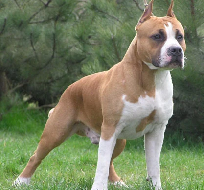 American Pit Bull Terrier The Parody Wiki Fandom