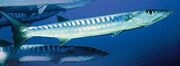Califronia barracuda.jpg