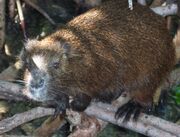Demarest's hutia.jpg