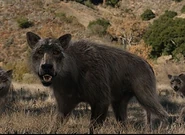 Dire wolf.jpg (38 KB)