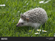 Four-toed hedgehog.jpg