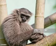 Gibbon, Muller's.jpg