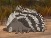 African Crested Porcupine