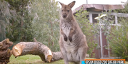 San Diego Zoo Safari Park Wallaby