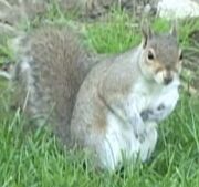 Squirrel outside.jpg