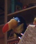 Channel-billed toucan