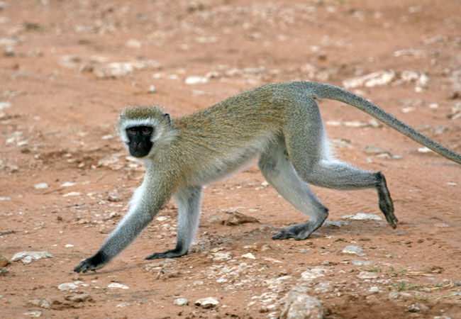 Monkey vervet The Monkeys