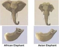African v asian elephants.png (105 KB)