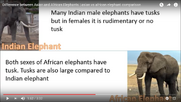 Asian Elephant and African Elephant