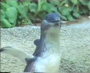 Little Blue Penguin as Mrs. Keane