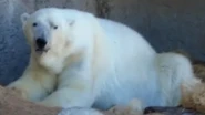 Denver Zoo Polar Bear.png (525 KB)