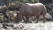 Eastern Black Rhinoceros as Hamm