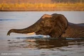Elephant Swimming In Waterhole.jpg (8 KB)