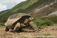 Galápagos Tortise as the Ice Cream Lady