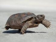 Gopher Tortoise