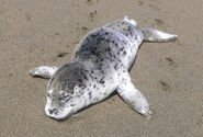 Harbor seal pup