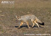 Indian-fox-running.jpg