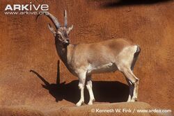 Male-bezoar-wild-goat.jpg