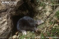 Mole, star-nosed.jpg