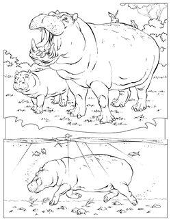 Download National Geographic Coloring Book Animals Alphabet The Parody Wiki Fandom