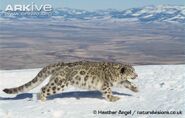 Snow Leopard as Sailor John