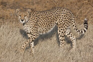 Tanzanian cheetah