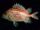 Deepwater Soldierfish