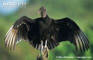 Vulture, American Black