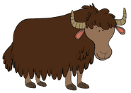 Yasmin the Yak