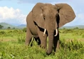1013320-elephant-tanzania.jpg (21 KB)