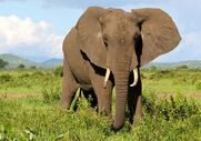 1013320-elephant-tanzania