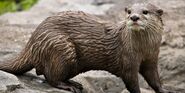 Asian-Small Clawed Otter as Bubbles