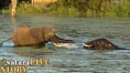 Elephants Swimming.jpg (216 KB)