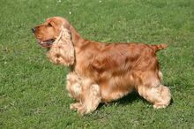 English-cocker-spaniel-med.jpg