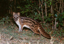 Jabady-civet-carnivore-Eupleridae-endemic-000407.jpg